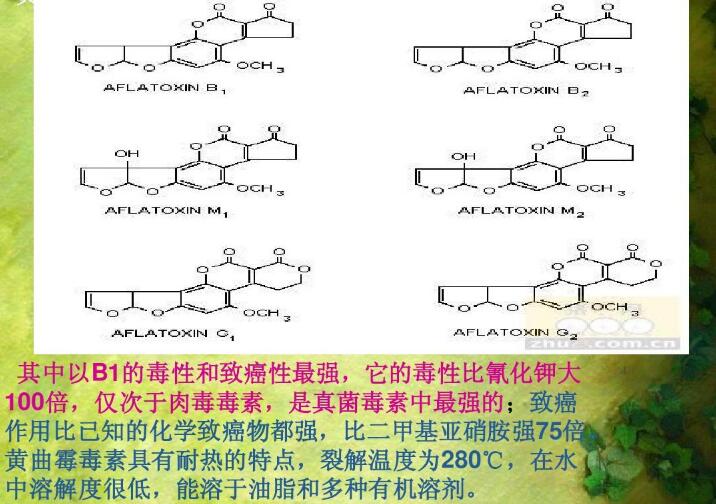  四、黃曲霉毒素的性質(zhì)