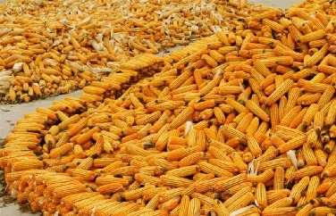 嘔吐毒素